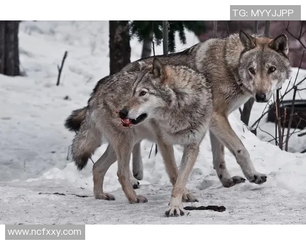 北京攀岩队快攻革新之路：技术与战术的全面升级与突破MBA